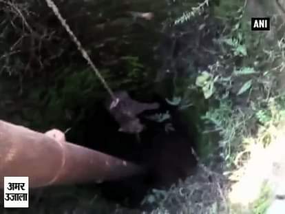 Leopard rescued from well in Bijnor