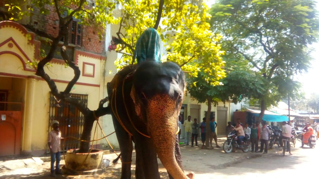  An angry elephant made furore in the city, five injured