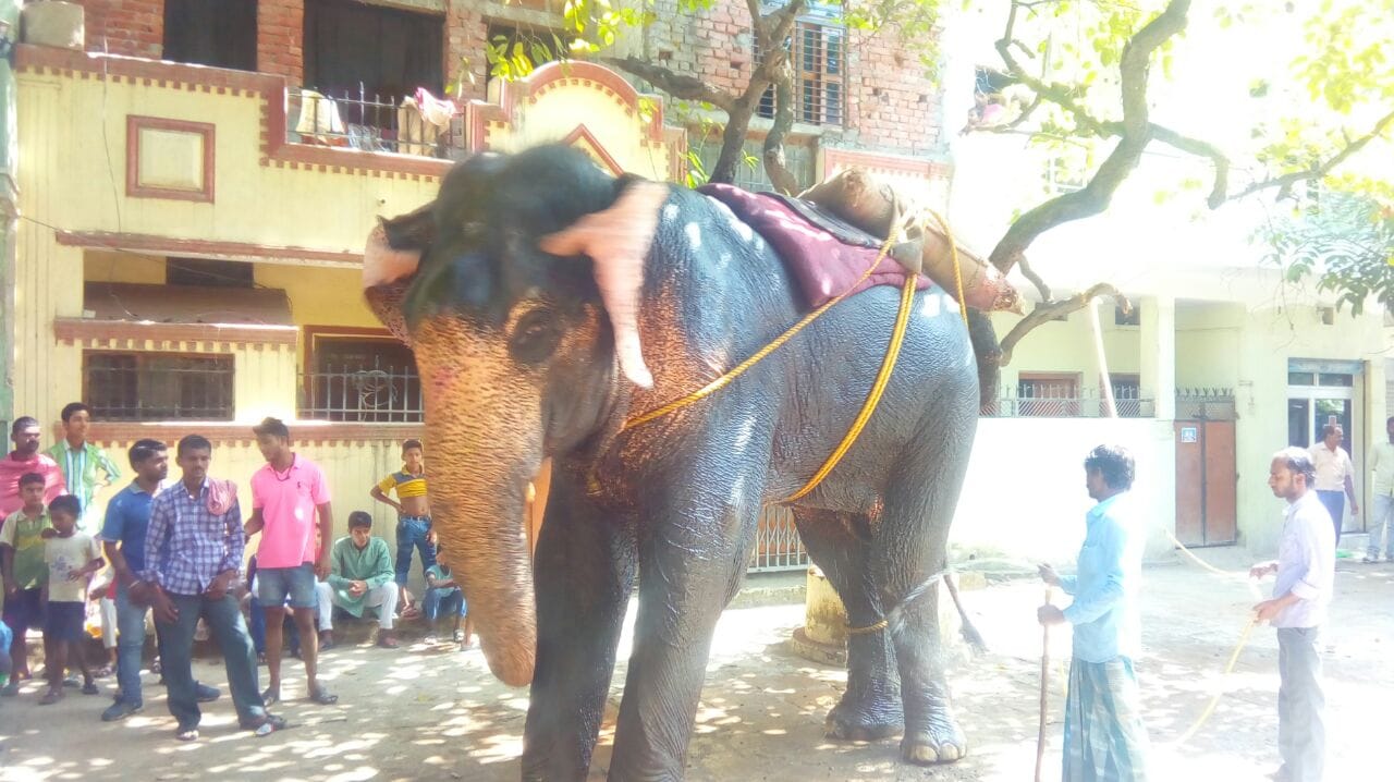  An angry elephant made furore in the city, five injured