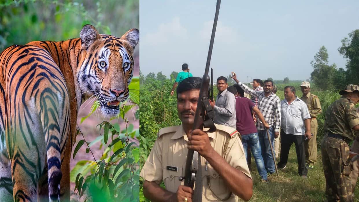 terror of maneater tigress