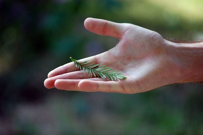 Palmistry these dosha in your hand