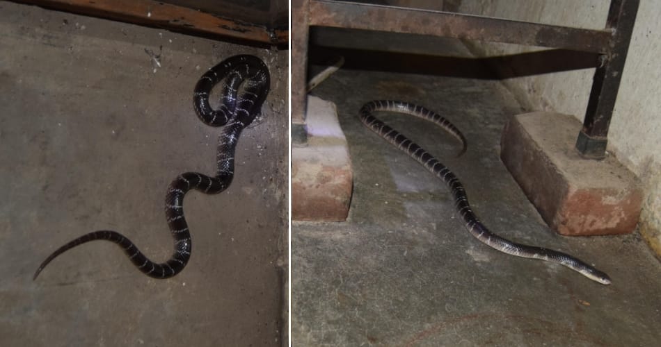 snake entered in mohali house, terror in people till three hours