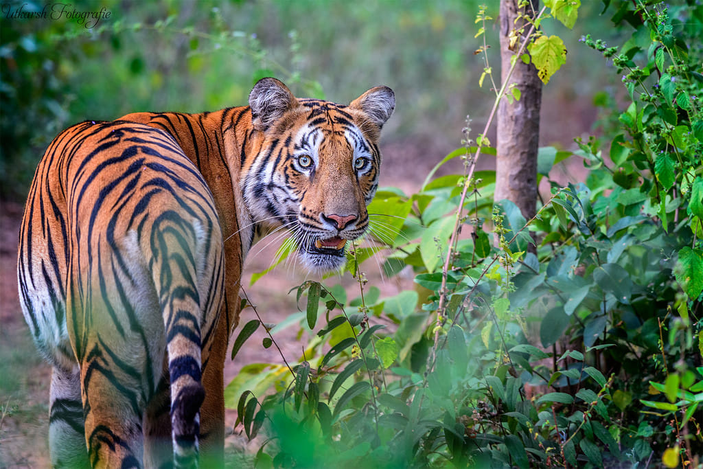 ‘Tiger curfew’ in Pilibhit after 7 die