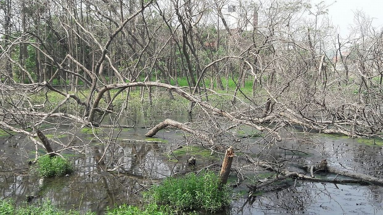 Dried up thousands of trees.