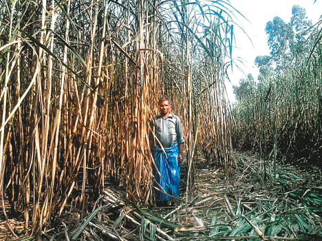 High tension line to fall to 40 acres burned cane