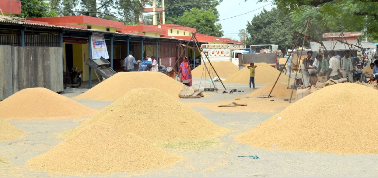 wheat in market, Jhajhar