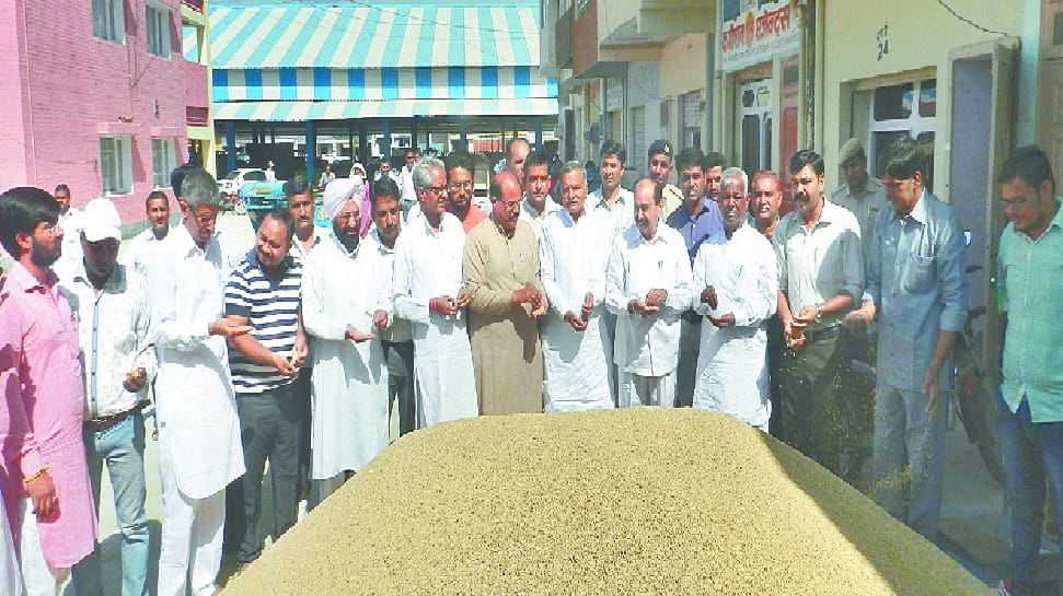 sirsa madi, cotten sirsa, Sirsa