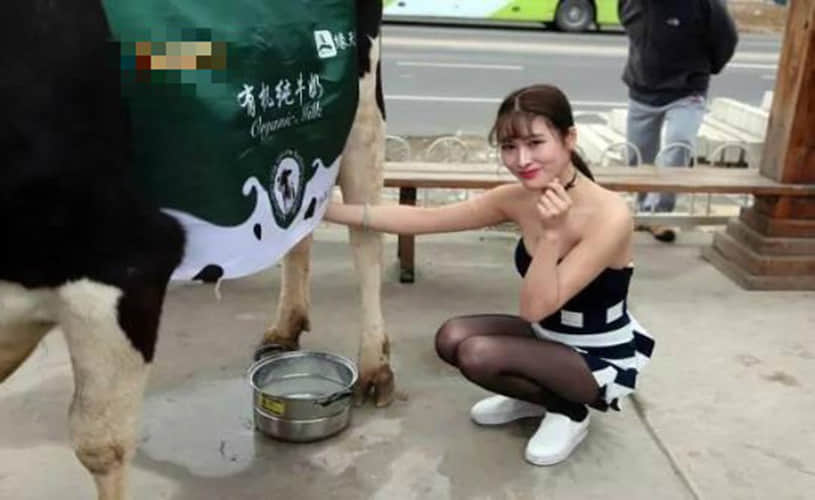 Sexy 'milk sister' leads cow through the streets of Beijing