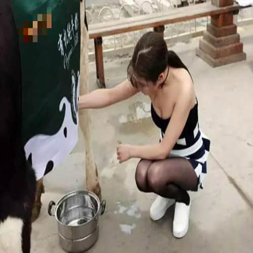 Sexy 'milk sister' leads cow through the streets of Beijing