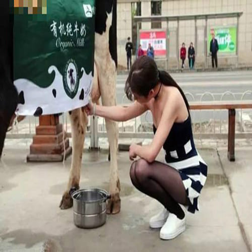 Sexy 'milk sister' leads cow through the streets of Beijing