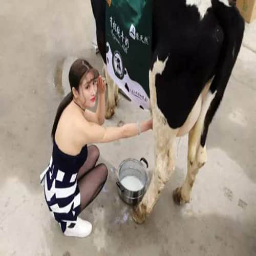 Sexy 'milk sister' leads cow through the streets of Beijing