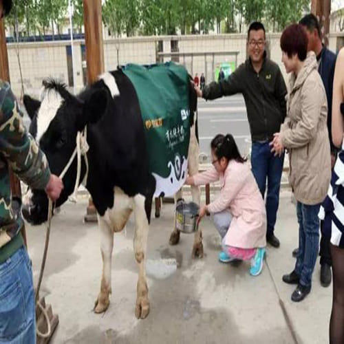 Sexy 'milk sister' leads cow through the streets of Beijing
