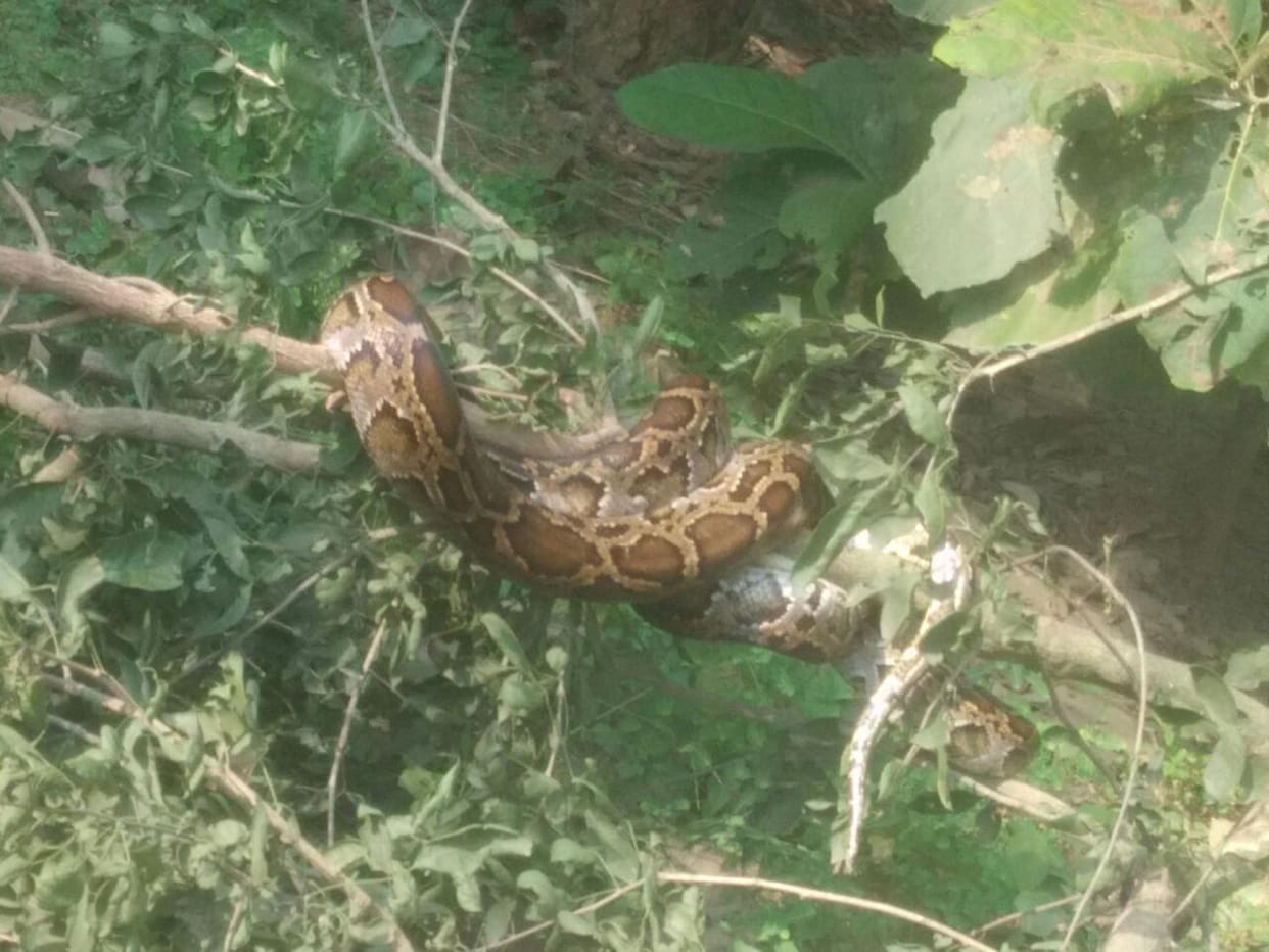 Farmers get the python garden panic.