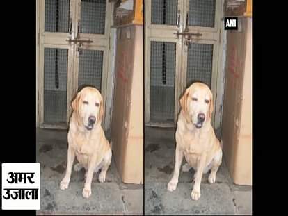 canine hero ‘Caesar’ passes away