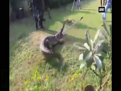 Seven-foot crocodile rescued
