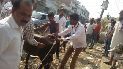 akhlaq and adil saved calf life in lucknow