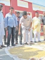 rice, grain, weight, director, inspection, kurukshetra