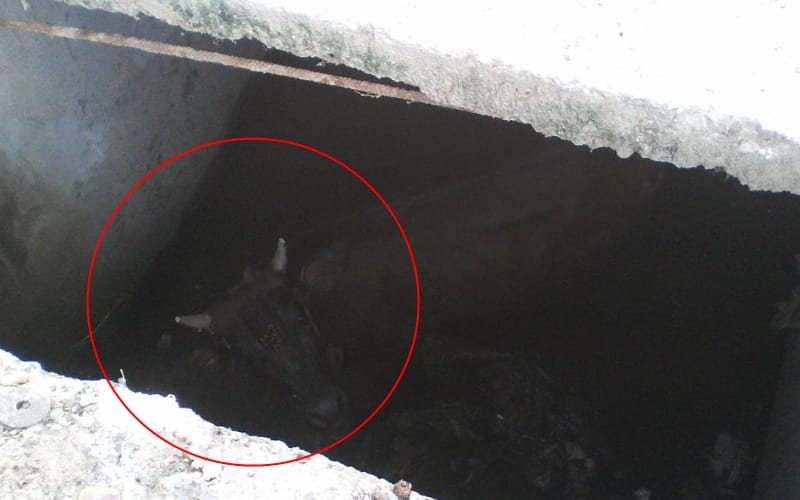 akhlaq and adil saved calf life in lucknow