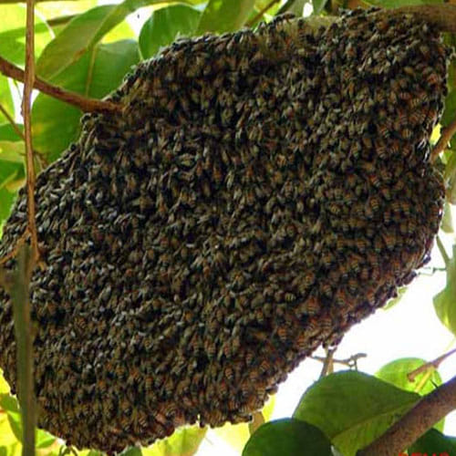bees attack on kids during feast at tample