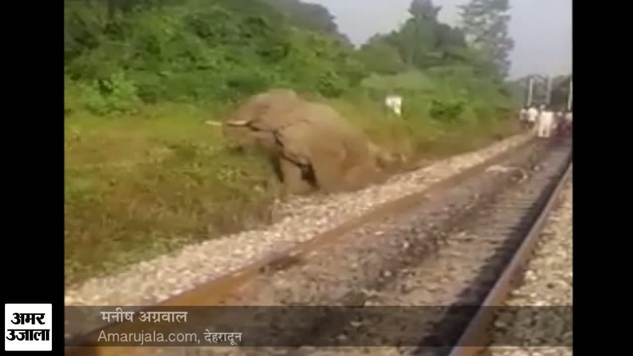 देहरादून - हरिद्वार रेलवे ट्रैक पर ट्रेन से टकराए गजराज, ट्रेन सेवा बाधित