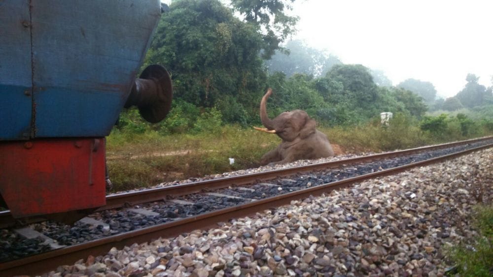 collision between train and elephant