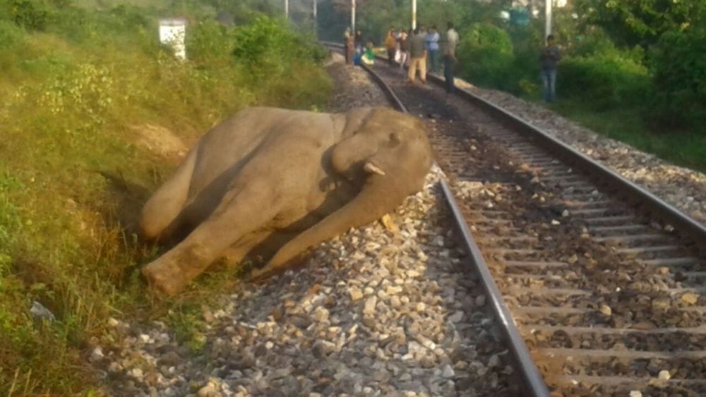 collision between train and elephant