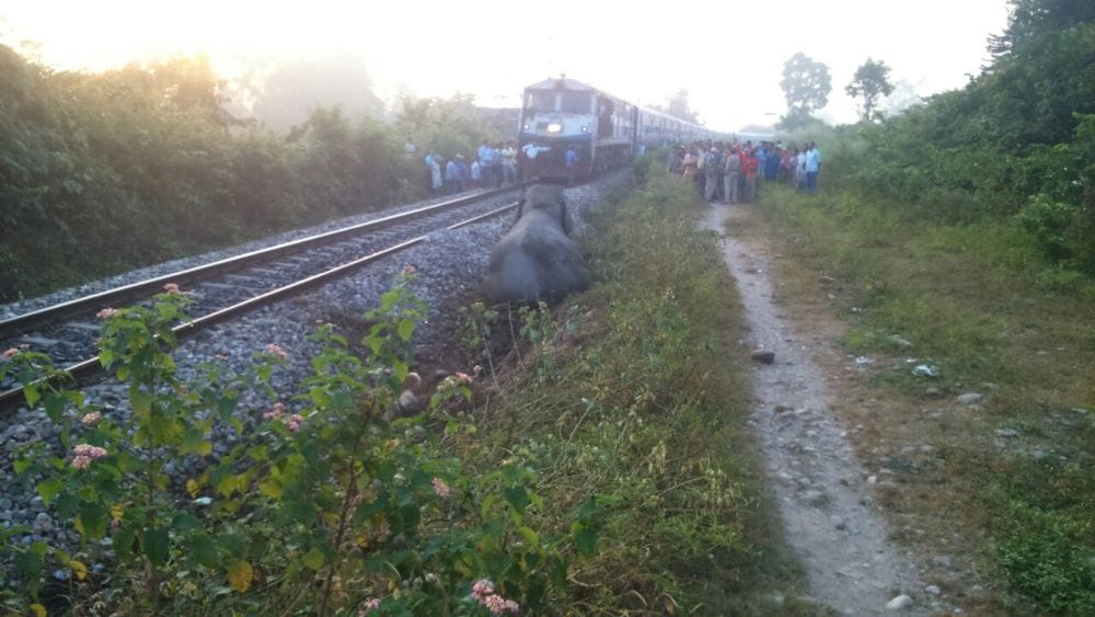 collision between train and elephant