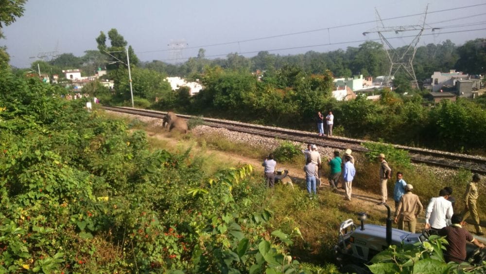 collision between train and elephant