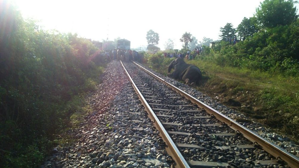 collision between train and elephant
