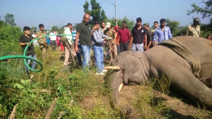 dispute between forest and railway department on elephant accident