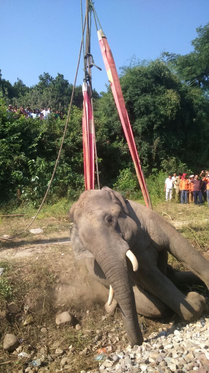 dispute between forest and railway department on elephant accident