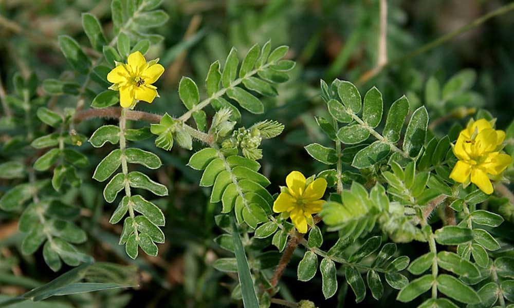 Herbs That Boost Sexual Drive