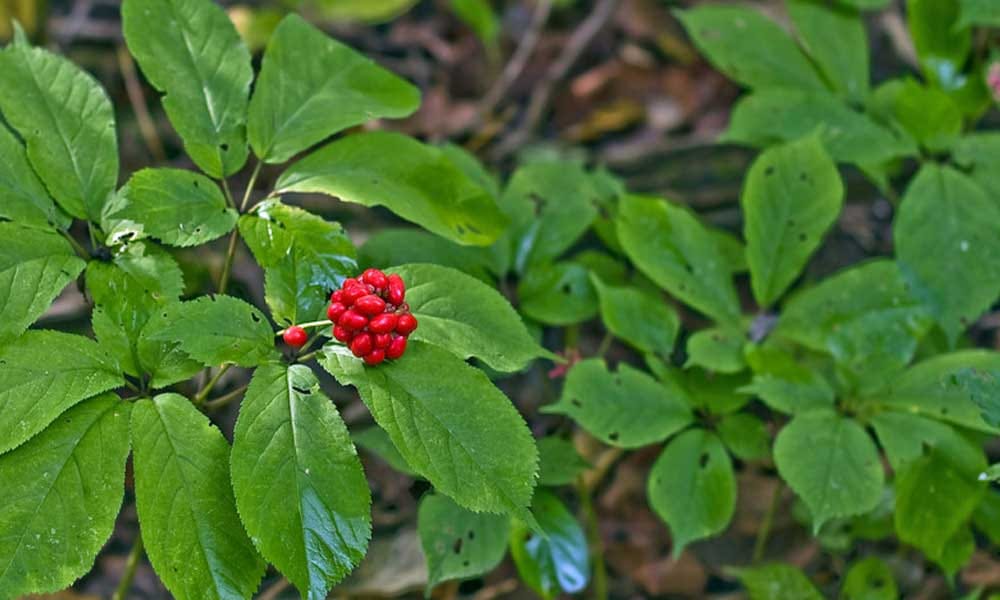 Herbs That Boost Sexual Drive