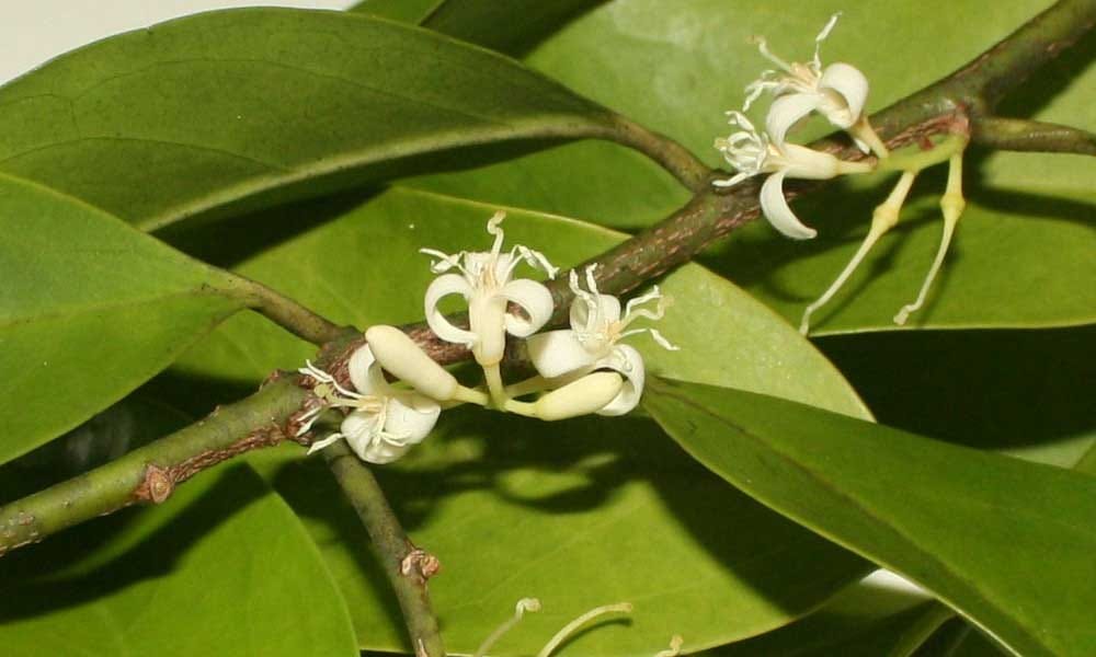 Herbs That Boost Sexual Drive