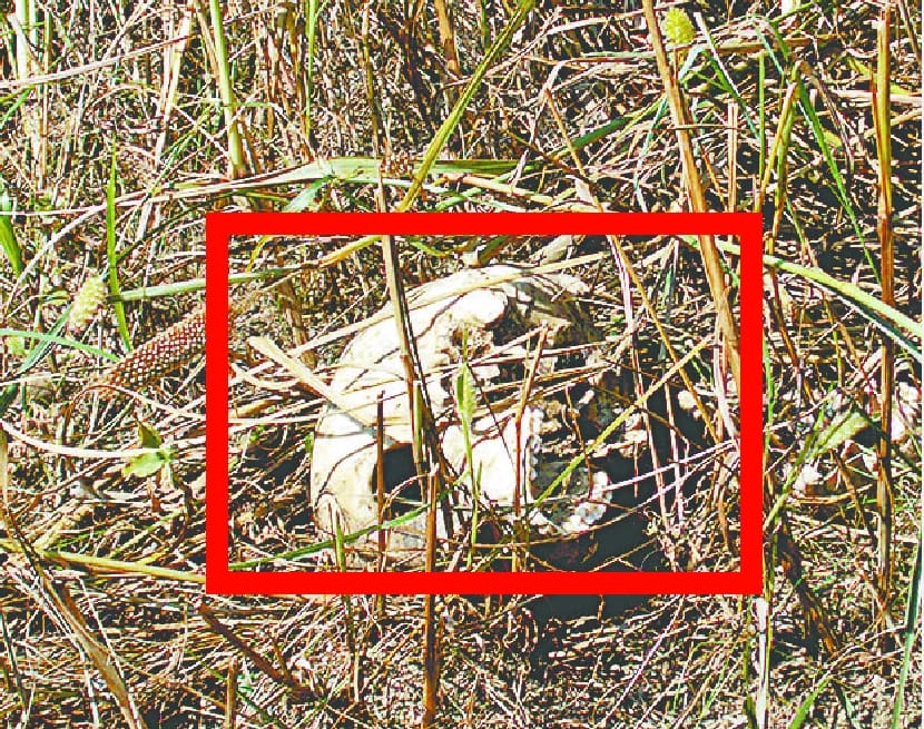 Human skeleton found in Omada
