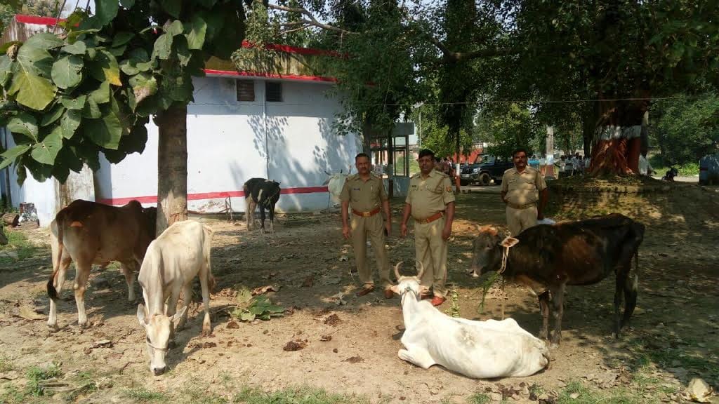 Smugglers are slaughter fled recovered meat