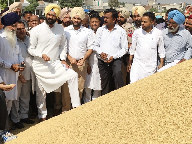 Paddy procurement, Finance Minister Parminder Singh Dhindsa, payment in twenty-four hours, Sangrur