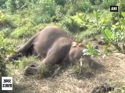 Mother elephant guards dead baby jumbo In Oddisa 