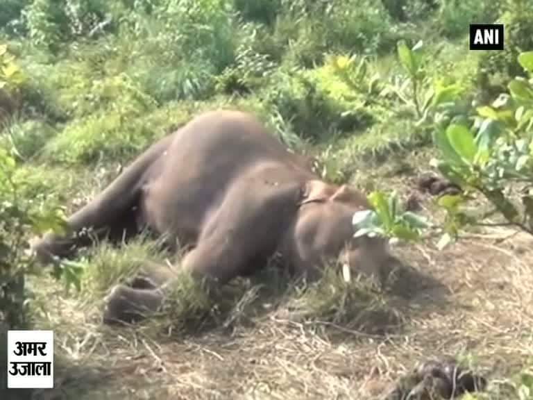 ओडिशा के सिमलीपाल की घटना