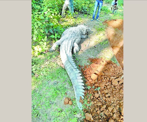 A crocodile gobbled up a dog and died.