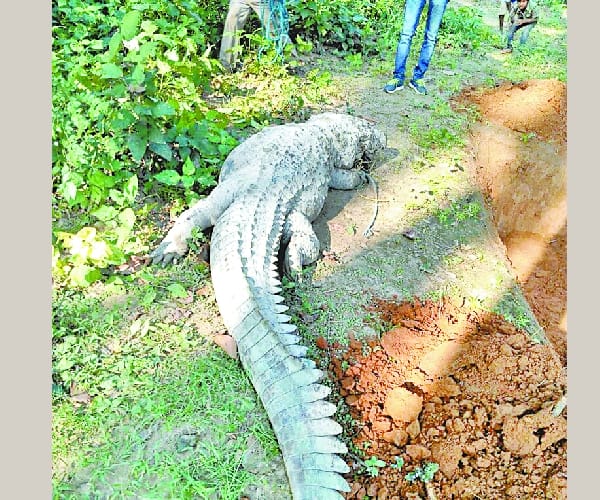 A crocodile gobbled up a dog and died.