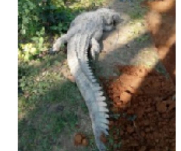 A crocodile gobbled up a dog and died.