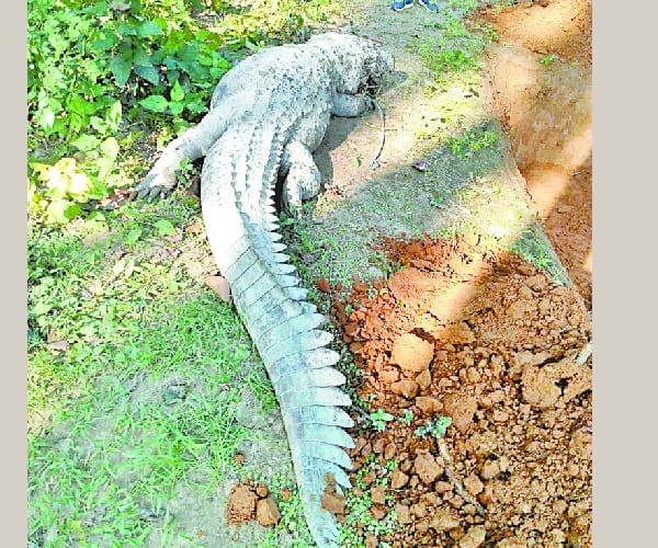 A crocodile gobbled up a dog and died.