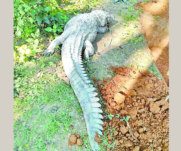 A crocodile gobbled up a dog and died.