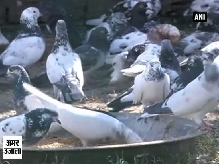 जम्मू में पकड़े गए 150 जासूसी कबूतर