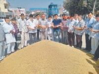 farmers tense, rice price, 1121 quality rice, low price, kaithal