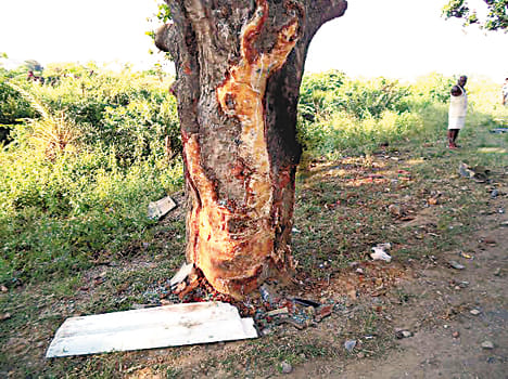 Safari full of pilgrims crashed into a tree, killing one, seven injured