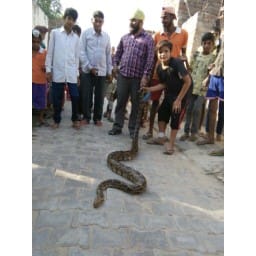 sirsa, hindi news, snake, sirsa