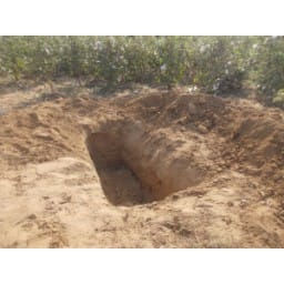 sirsa, hindi news, murder, in field, sirsa