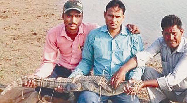 crocodail